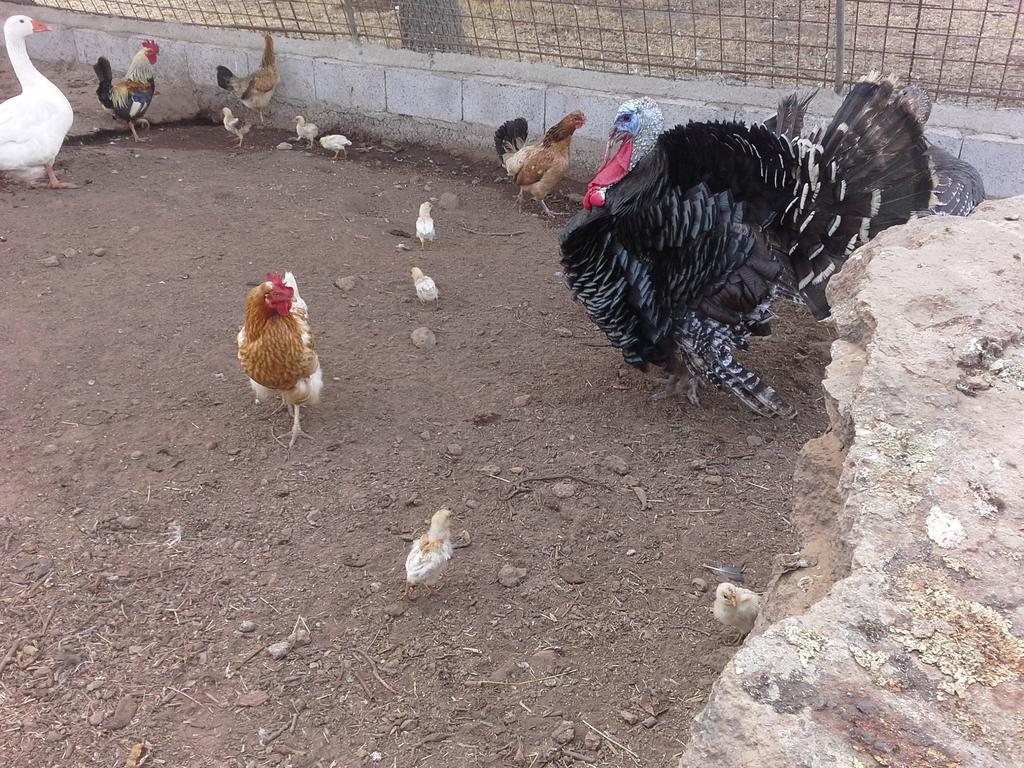 Agriturismo Pentuma Chiaramonti エクステリア 写真