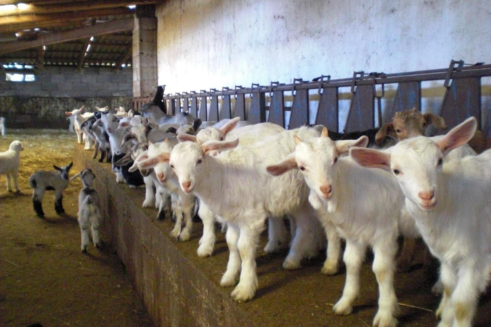Agriturismo Pentuma Chiaramonti エクステリア 写真