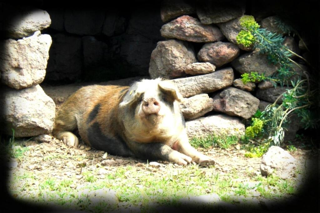 Agriturismo Pentuma Chiaramonti エクステリア 写真