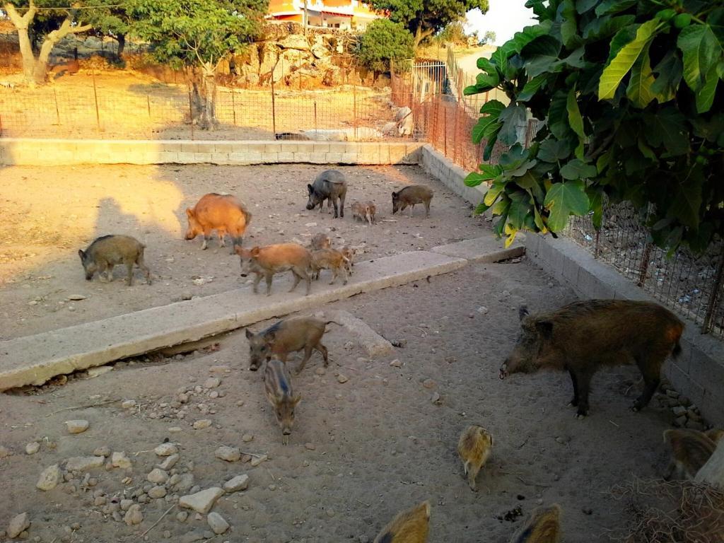 Agriturismo Pentuma Chiaramonti エクステリア 写真