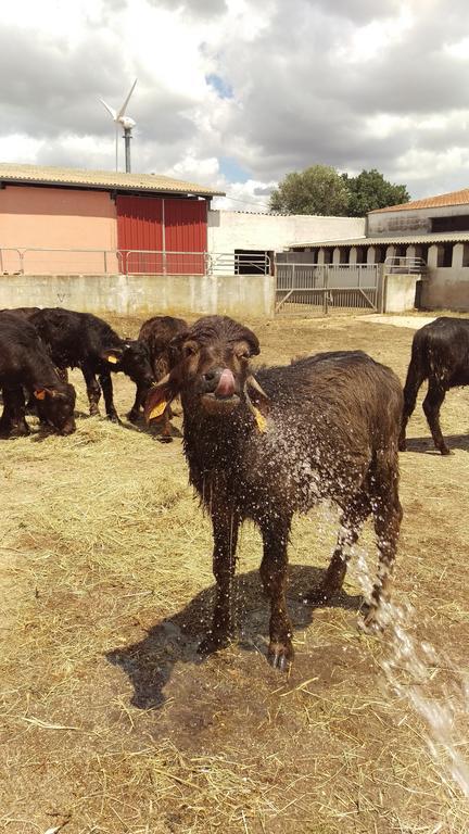 Agriturismo Pentuma Chiaramonti エクステリア 写真