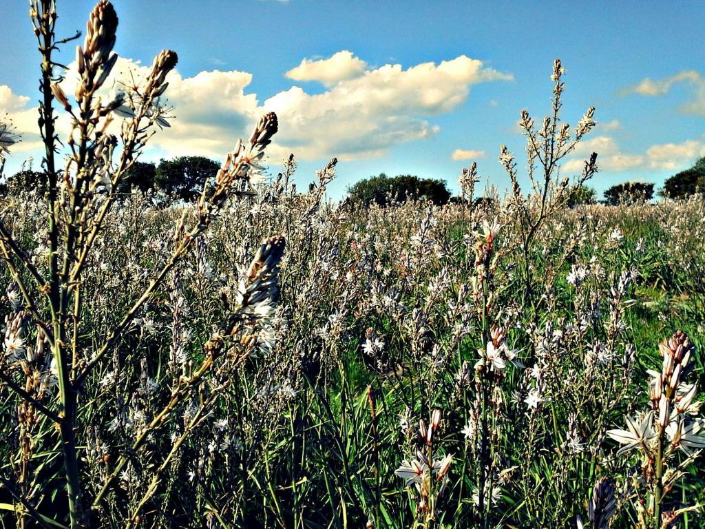 Agriturismo Pentuma Chiaramonti エクステリア 写真
