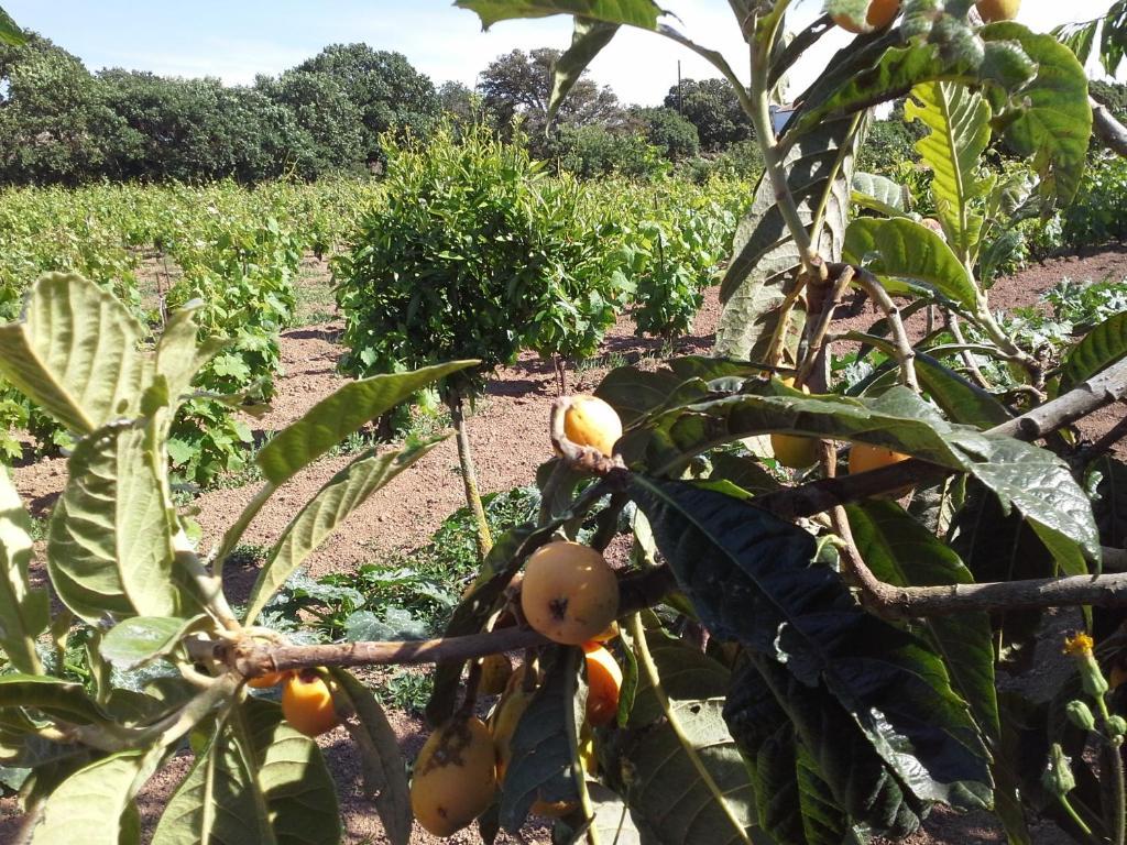 Agriturismo Pentuma Chiaramonti エクステリア 写真